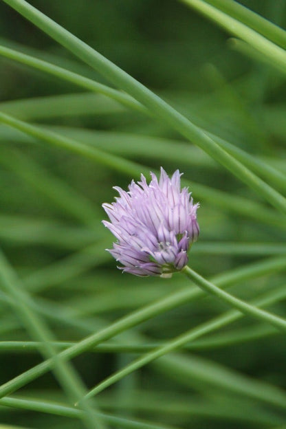  Bieslook (Allium Schoenoprasum)