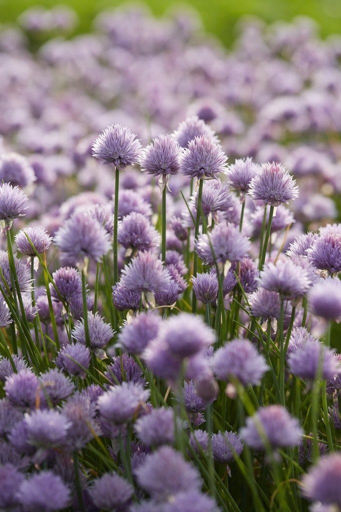  Bieslook (Allium Schoenoprasum)