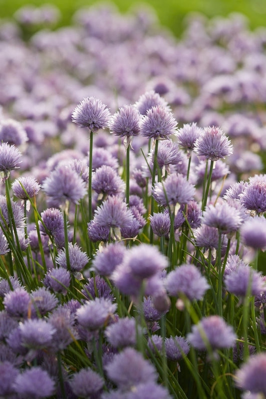 Bieslook (Allium Schoenoprasum)