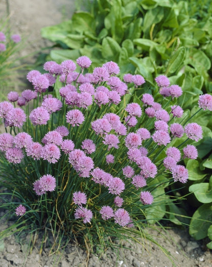  Bieslook (Allium Schoenoprasum)