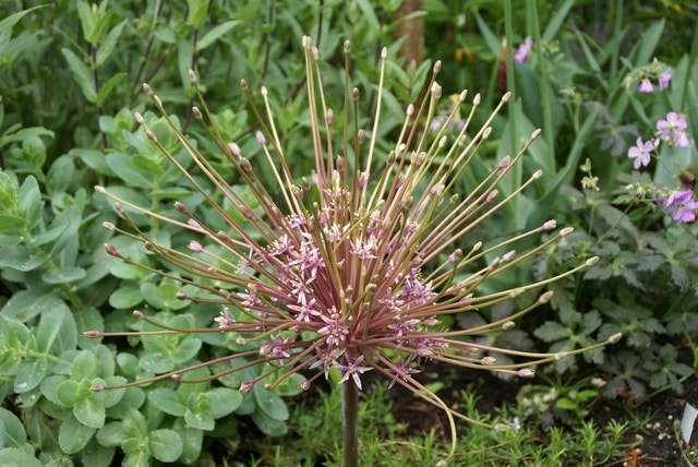  Sierui (Allium Schubertii)
