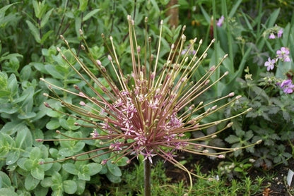  Sierui (Allium Schubertii)