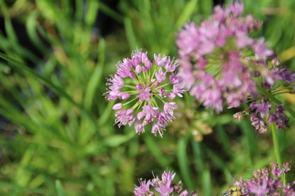  Bieslook (Allium Schoenoprasum)