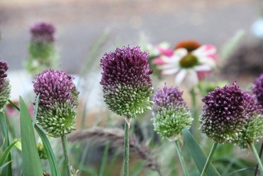  Echte Trommelstokken (Allium Sphaerocephalon)