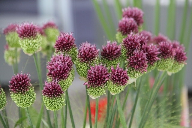  Echte Trommelstokken (Allium Sphaerocephalon)