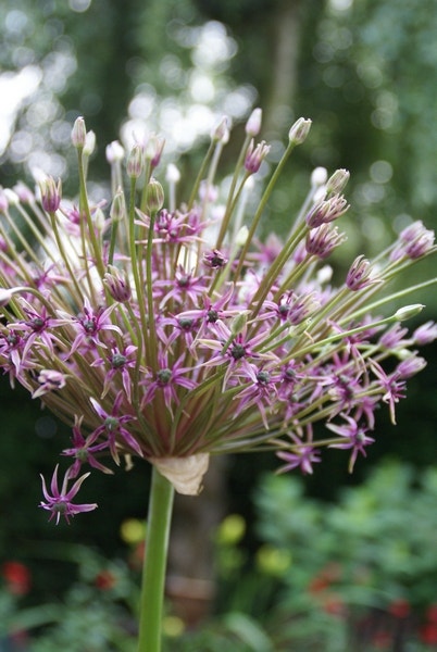  Sierui (Allium 'Toabago')