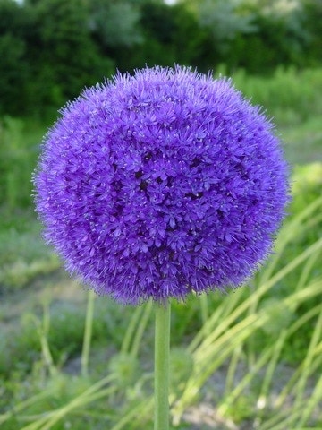  Sierui (Allium Giganteum)