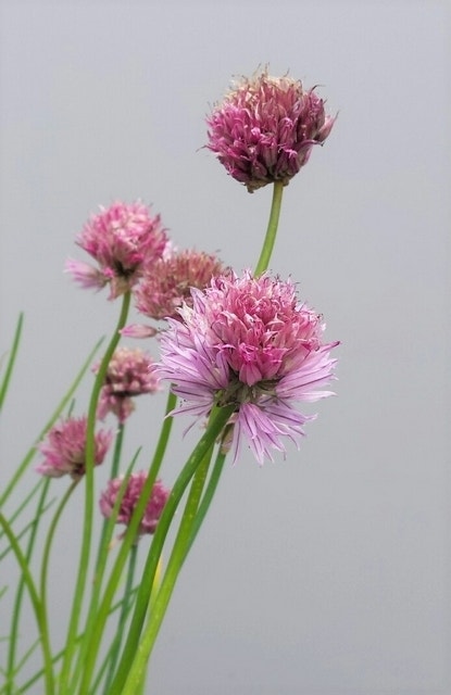  Bieslook (Allium Schoenoprasum)