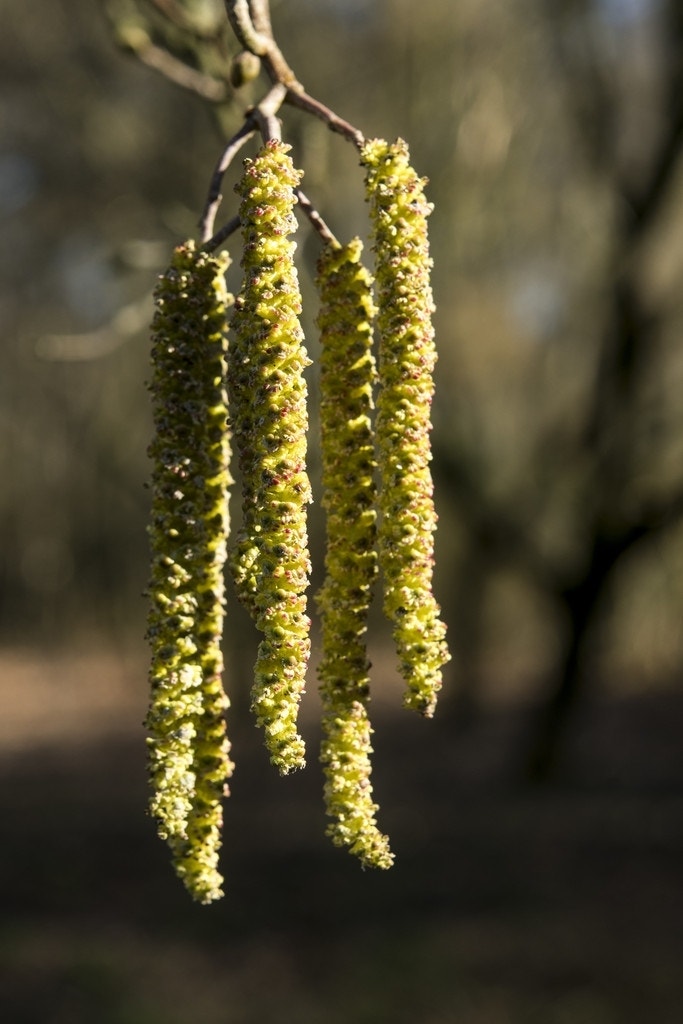  Hartbladige Els, Bosplantsoen (Alnus Cordata)