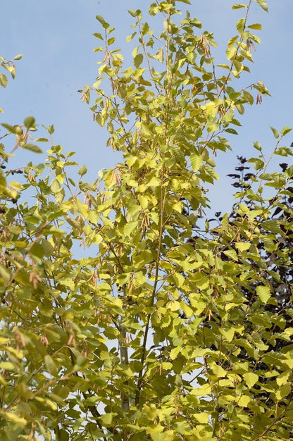  Goudels (Alnus Incana 'Aurea')
