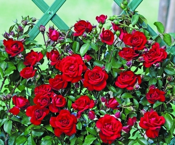  Klimroos (Rosa 'Amadeus') 