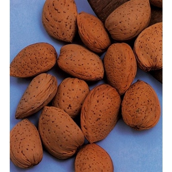  Amandelboom (Prunus Dulcis)