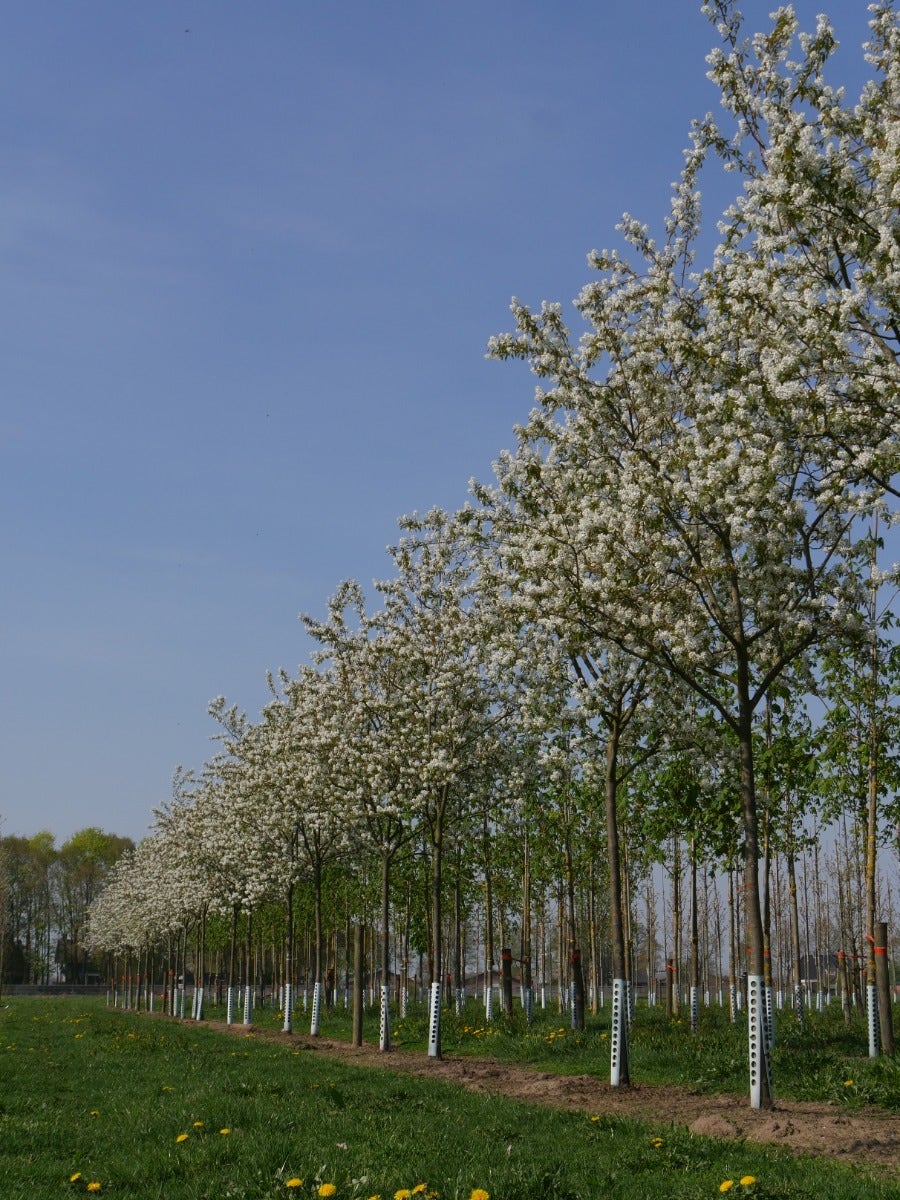  Krent Als Boom (Amelanchier Lamarckii)