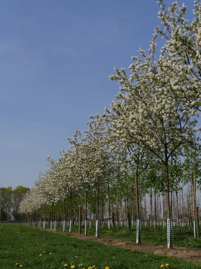  Krent Als Boom (Amelanchier Lamarckii)