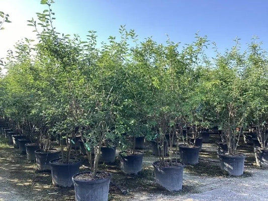  Krentenboom Als Struik (Amelanchier Arborea 'Robin Hill')
