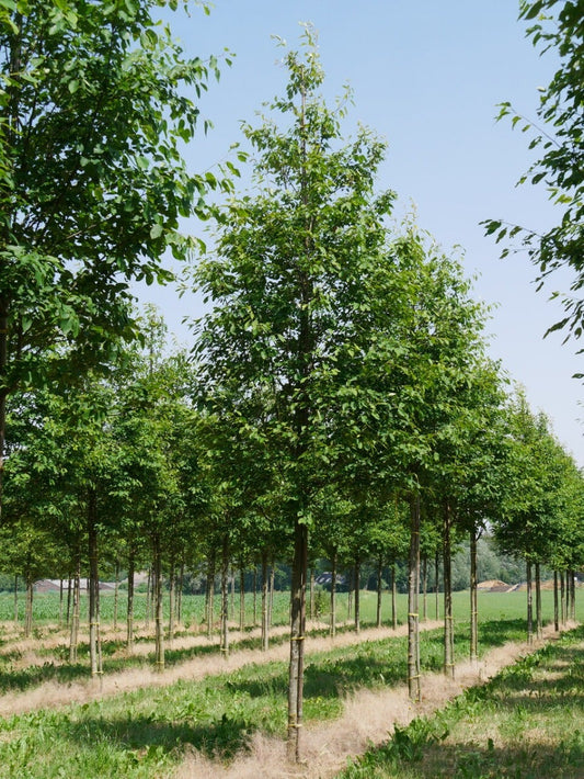  Krentenboom (Amelanchier Arborea 'Robin Hill')