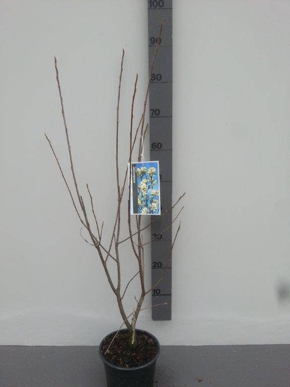  Krentenboom (Amelanchier Laevis 'Ballerina')