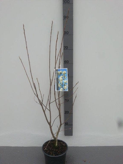 Krentenboom (Amelanchier Laevis 'Ballerina')