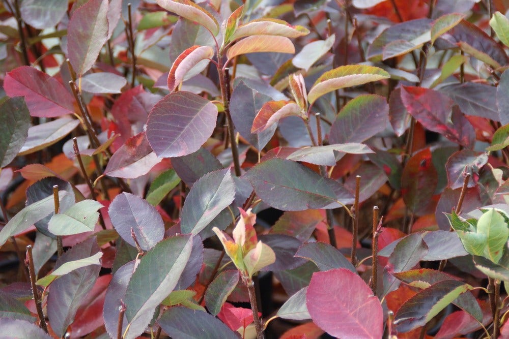  Krentenboom (Amelanchier Laevis 'Ballerina')