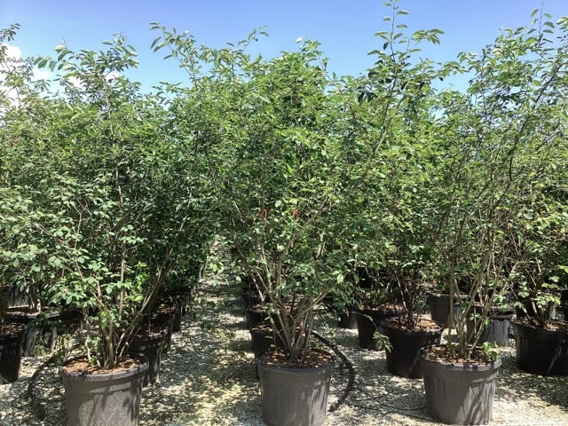  Meerstammige Krentenboom (Amelanchier Lamarckii)