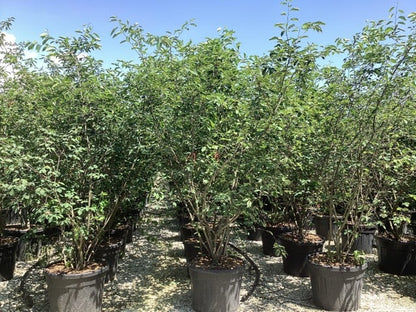 Meerstammige Krentenboom (Amelanchier Lamarckii)