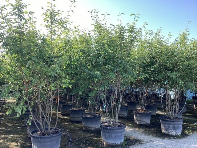  Meerstammige Krentenboom (Amelanchier Lamarckii)