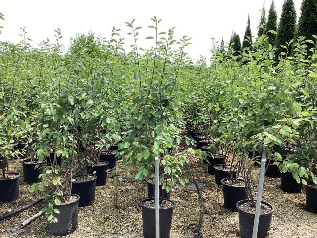  Meerstammige Krentenboom (Amelanchier Lamarckii)