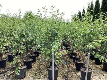  Meerstammige Krentenboom (Amelanchier Lamarckii)