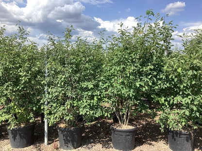  Krentenboom Als Struik (Amelanchier Lamarckii)