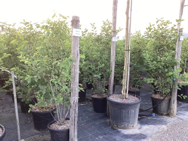  Meerstammige Krentenboom (Amelanchier Lamarckii)