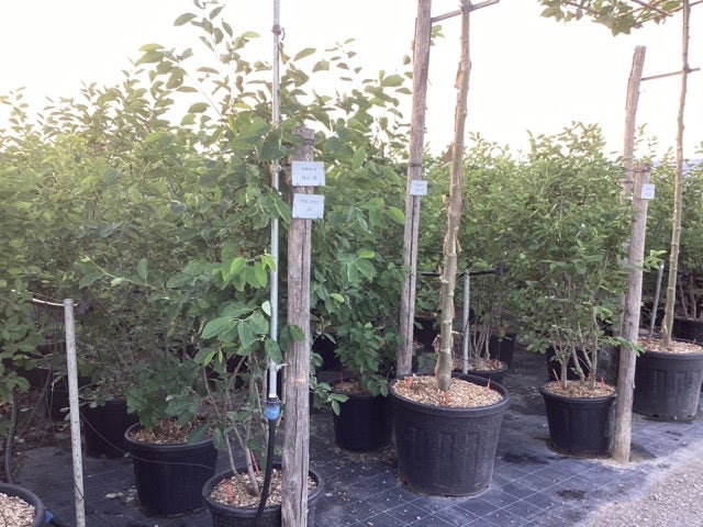  Krentenboom Als Struik (Amelanchier Lamarckii)