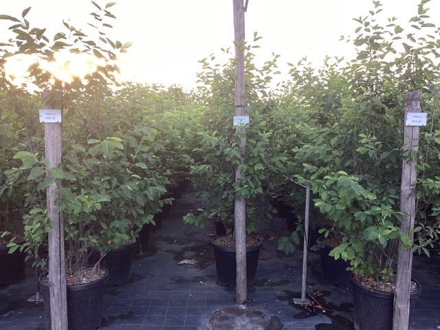  Krentenboom Als Struik (Amelanchier Lamarckii)