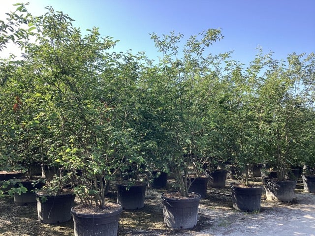  Meerstammige Krentenboom (Amelanchier Lamarckii)