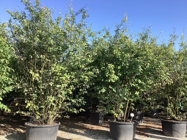  Meerstammige Krentenboom (Amelanchier Lamarckii)