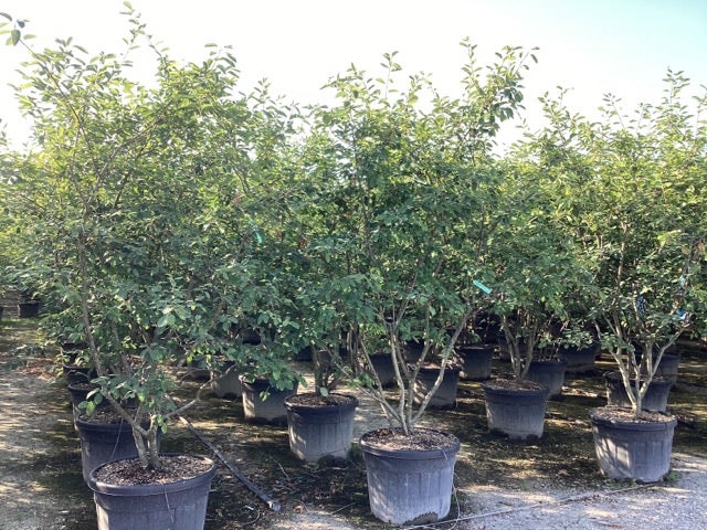  Krentenboom Als Struik (Amelanchier Lamarckii)