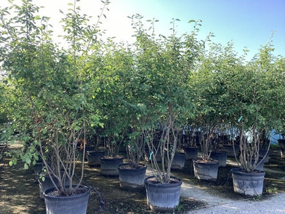  Krentenboom Als Struik (Amelanchier Lamarckii)