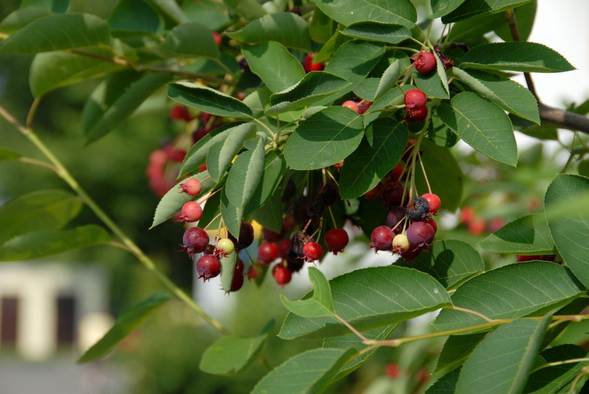 Krent Als Boom (Amelanchier Lamarckii)