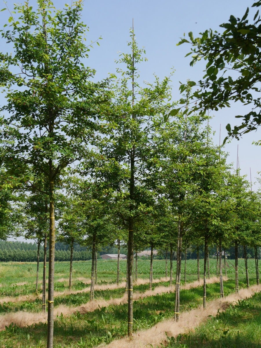  Krent Als Boom (Amelanchier Lamarckii)