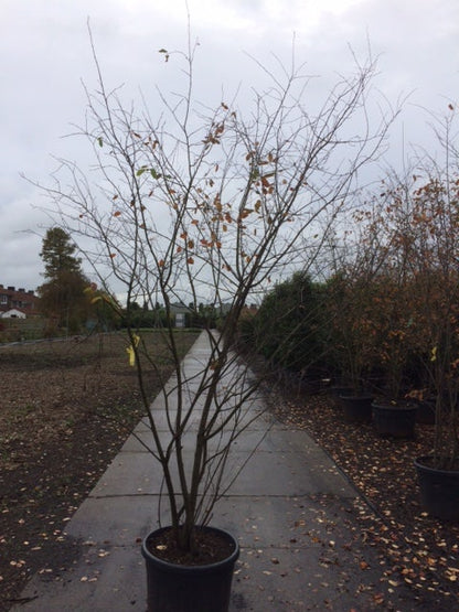  Krentenboom Als Struik (Amelanchier Lamarckii)