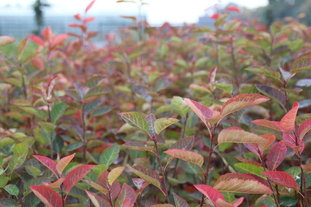  Krentenboom Als Struik (Amelanchier Lamarckii)