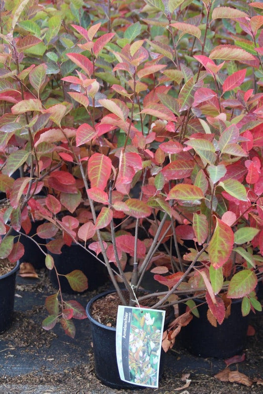  Krentenboom Als Struik (Amelanchier Lamarckii)