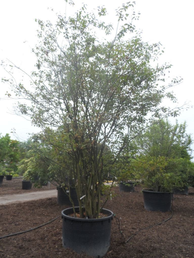  Krentenboom Als Struik (Amelanchier Lamarckii)