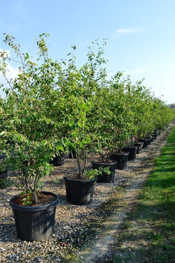  Meerstammige Krentenboom (Amelanchier Lamarckii)