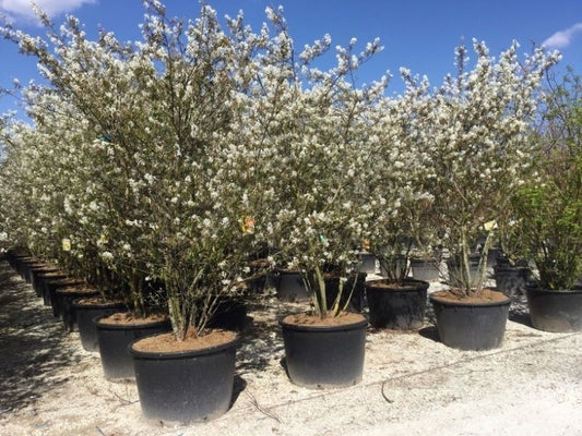  Meerstammige Krentenboom (Amelanchier Lamarckii)