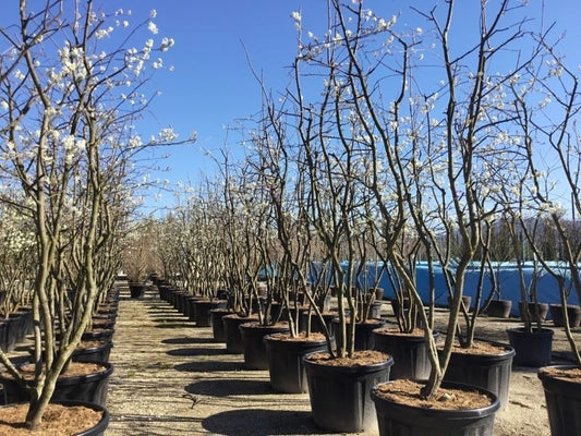  Meerstammige Krentenboom (Amelanchier Lamarckii)