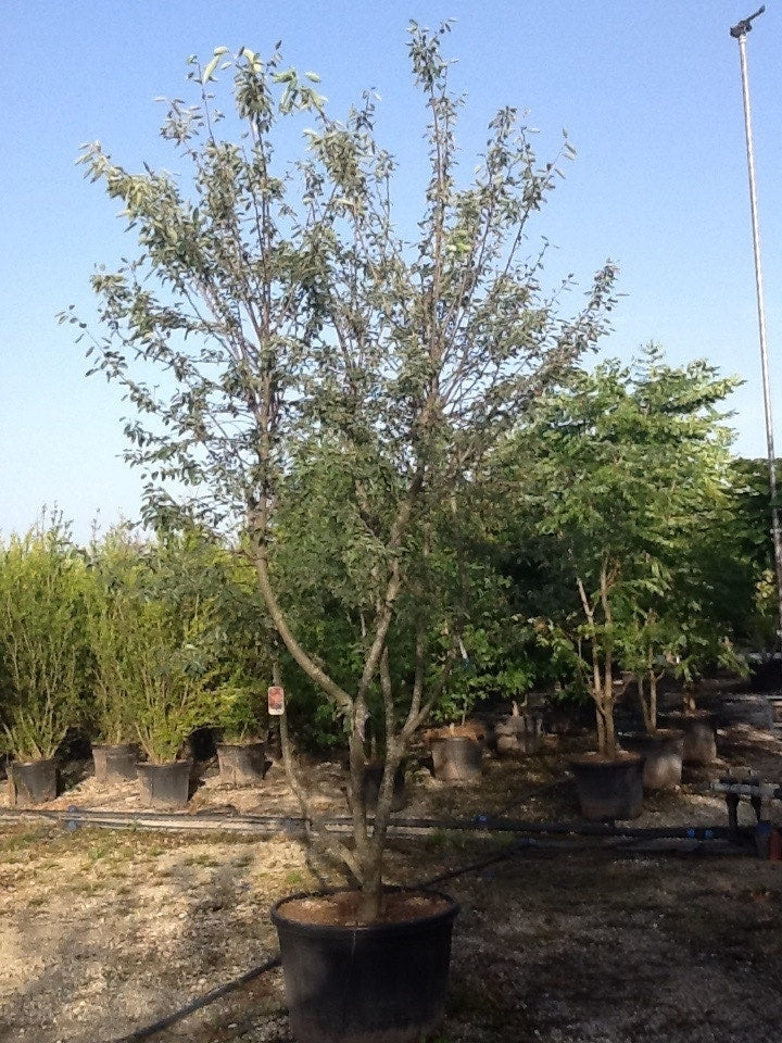  Meerstammige Krentenboom (Amelanchier Lamarckii)