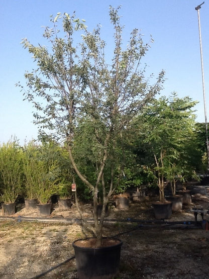  Meerstammige Krentenboom (Amelanchier Lamarckii)
