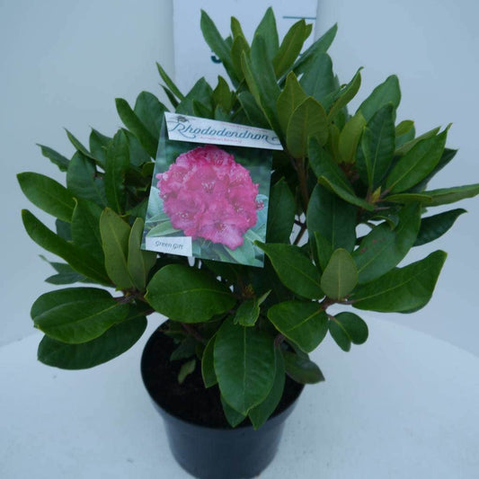  Rhododendron (Rhododendron 'American Beauty')