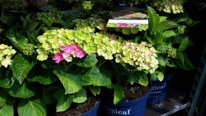  Hortensia (Hydrangea 'Magical Jewel Pink')