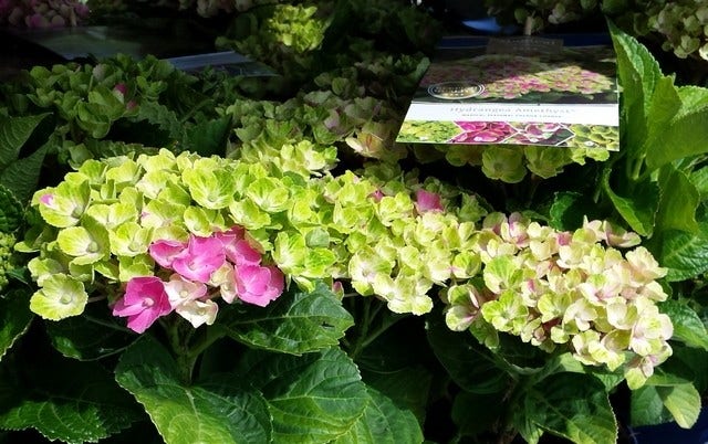  Hortensia (Hydrangea 'Magical Jewel Pink')